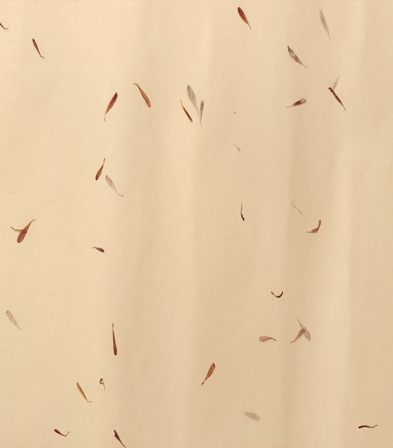 P011_1 Frontalansicht eines handgemachten, cremefarbenen Papiers mit eingearbeiteten Blütenblättern